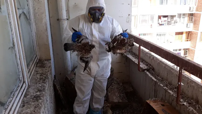 Структурни увреждания от гълъби - оценка